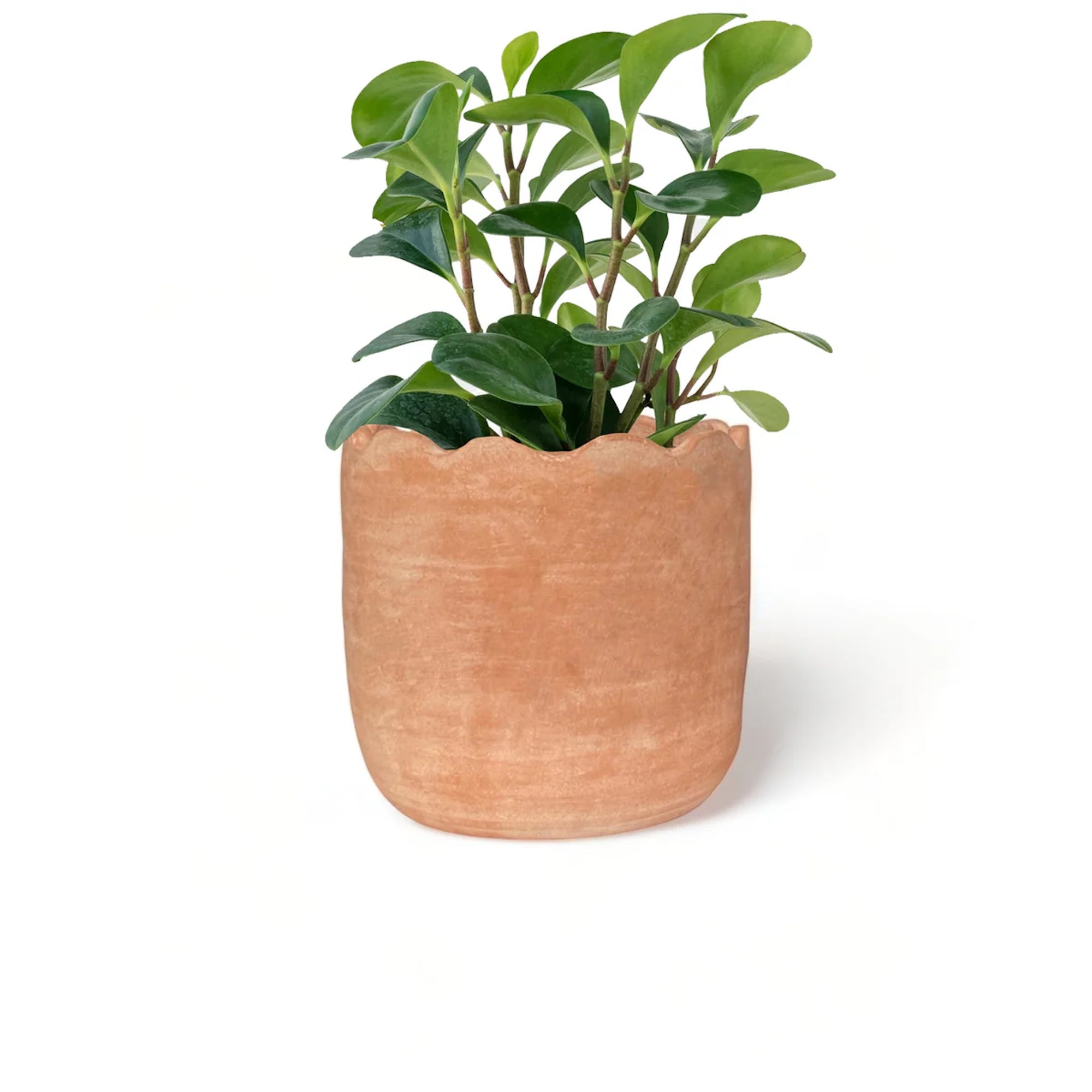wavy plant pot Wavy Planter - Large
