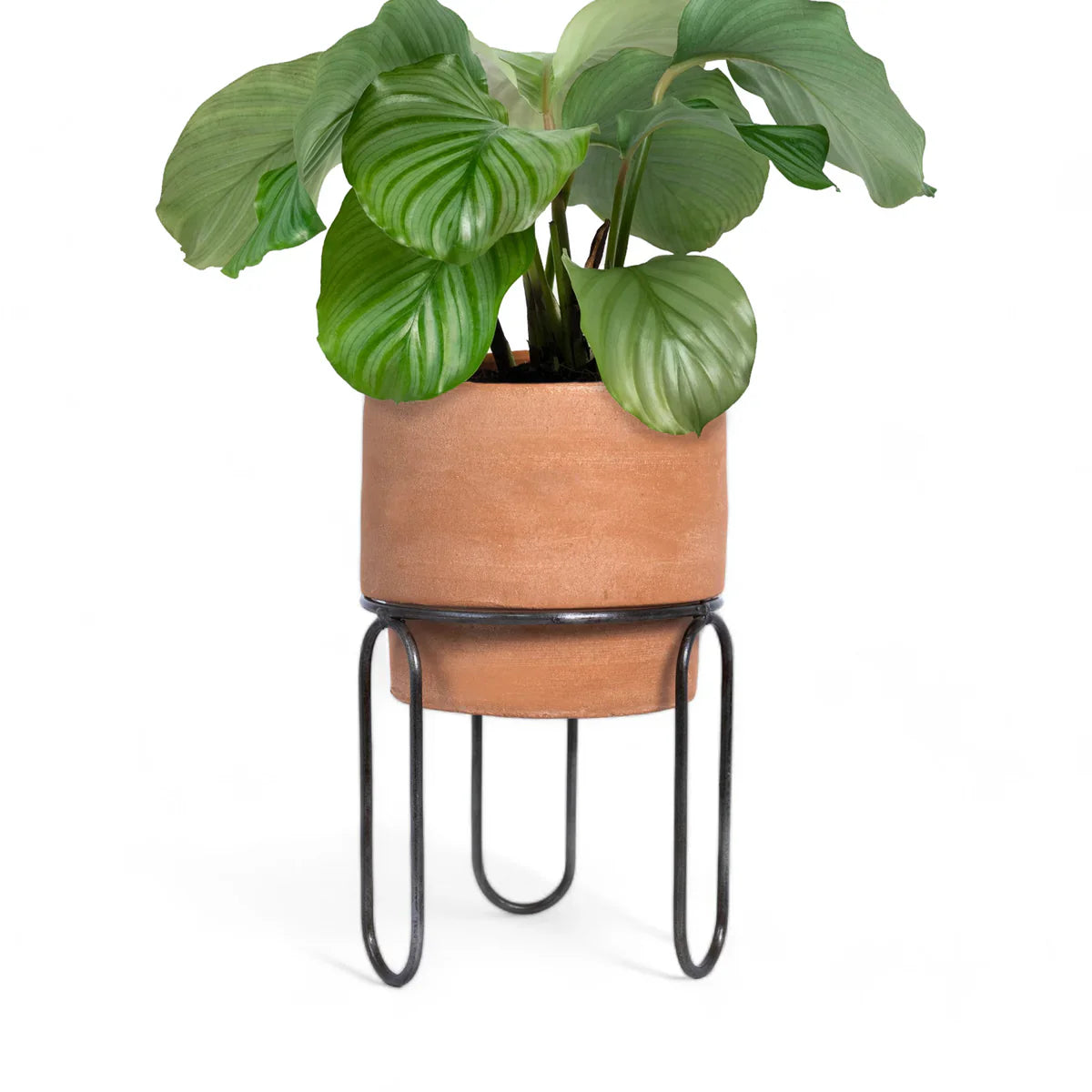 medium terracotta plant pots Jaro Medium Terracotta Planter